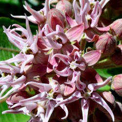 Milkweed